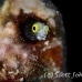blenny_secretary_oc_jar_h_0435_cub2567.jpg
